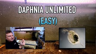 How I Raise Daphnia Water Fleas And You Can Too [upl. by Keram]