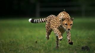 Cheetah Running In Slow Motion [upl. by Oiluig]