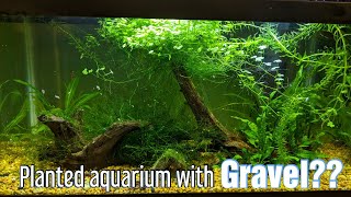 Planted Aquarium With Gravel  Very Easy [upl. by Osbourn]