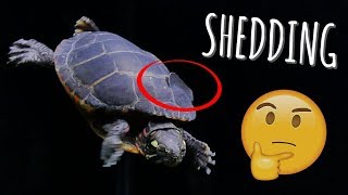 Turtle Shell Peeling What to do during shedding  Turtle 101 [upl. by Akiemaj]