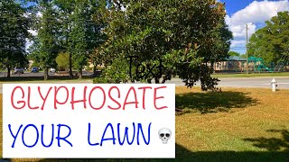 How to use GLYPHOSATE for a LAWN RENOVATION [upl. by Faber]