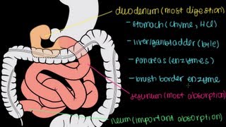 Small Intestine Structure Digestion Absorption [upl. by Dimo182]