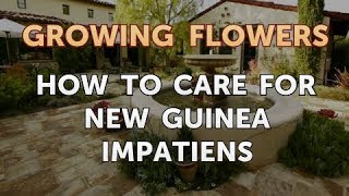 How to Care for New Guinea Impatiens [upl. by Ahtenak605]