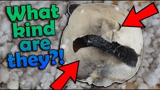 Our MYSTERY Turtle Eggs are Hatching [upl. by Dalton950]