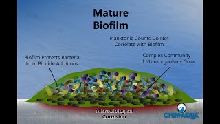 How Biofilms Form [upl. by Milks]