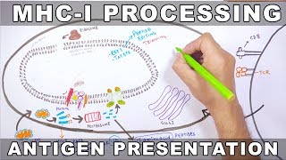 MHCI Processing  Antigen Processing and Presentation [upl. by Siri]