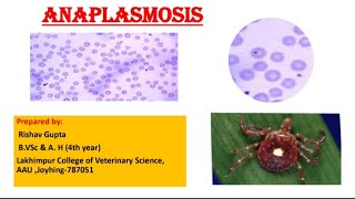 Anaplasmosis [upl. by Bilek]