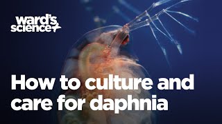 Caring and Culturing for Daphnia [upl. by Binette347]