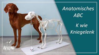 Anatomisches ABC K wie Kniegelenk [upl. by Aimaj]