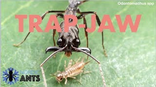 TRAPJAW ANT  Odontomachus  Catching caring and making the TrapJaw setup [upl. by Ilyk886]