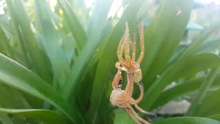 Huntsman Spider Shedding Its Skin [upl. by Calesta]