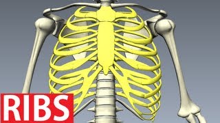 Rib Cage Anatomy  Bones of the Thoracic Wall Costae [upl. by Cati]