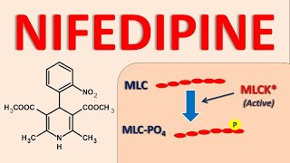 Nifedipine  Mechanism side effects and uses [upl. by Lugar]