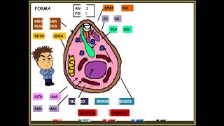 Paludismo Malaria PLASMODIUM FALCIPARUM [upl. by Elana]