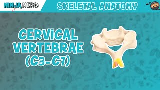 Vertebral Artery Test [upl. by Starr]