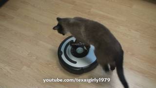 Cat shows HOW TO use iRobot Roomba Vacuum [upl. by Newbill]