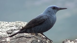 Roquero solitario Monticola solitarius Blue Rockthrush [upl. by Barren869]