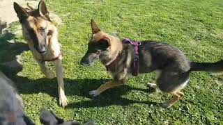 Perros jugando y corriendo en el PARQUE [upl. by Idoj]