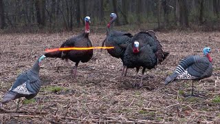 50 Gobblers in 5 Minutes ULTIMATE Turkey Hunting Compilation [upl. by Oakleil]