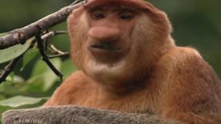 Proboscis monkey fun facts long nose proboscis monkey mating habits [upl. by Nyladnarb]