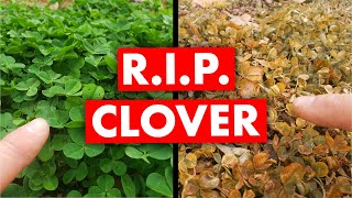 How to Kill Clover in the Lawn Easy Weed Control [upl. by Harts444]