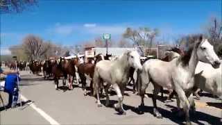 Great American Horse Drive Maybell Co 050315 [upl. by Nosirrah]