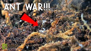 Ant War Battle Of The Three Armies [upl. by Atnoled]