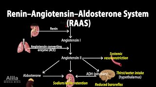 The Renin–Angiotensin–Aldosterone System RAAS Animation [upl. by Hugibert572]