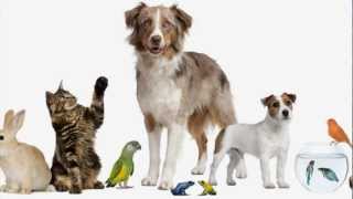 Have you got a pet song for children [upl. by Favian]