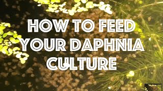 How To Feed Your Daphnia Culture [upl. by Mafalda]