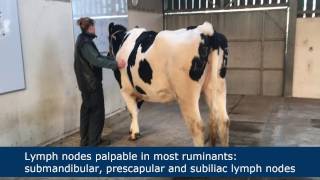 Lymph node palpation in ruminants [upl. by Kila803]