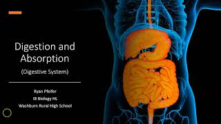 Digestion and Absorption  Digestive System [upl. by Tnaryb616]