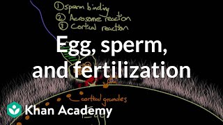 Ultrasound of normal early pregnancy [upl. by Freedman510]