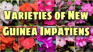 Varieties of New Guinea Impatiens [upl. by Viafore]