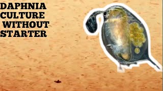 HOW TO CULTURE DAPHNIA NATURALLY WITHOUT A STARTER [upl. by Atteuqaj]