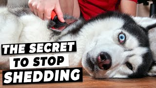 How To Stop Dog Shedding Easy Tricks from A Vet [upl. by Amena324]