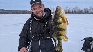 Ice Fishing Shallow Water Jumbo Perch on the Mississippi River  In Depth Outdoors TV S15 E9 [upl. by Ednyl56]