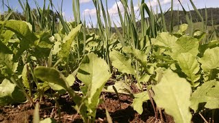 The POWER of Winter Rye for Whitetail Food Plots [upl. by Idmann]