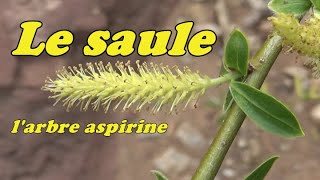 LE SAULE larbre Aspirine [upl. by Kobe776]