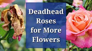 Deadhead Roses for More Flowers [upl. by Okimuk]