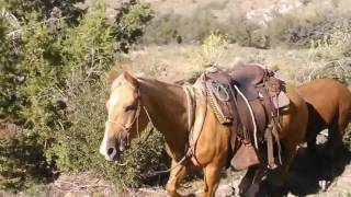 O RO Ranch horses Bringing down the wild cattle [upl. by Phillipp79]