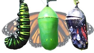 Monarch Butterfly Metamorphosis Timelapse FYV [upl. by Ailla]