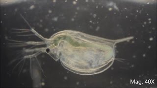 Daphnia magna under the Microscope [upl. by Gerard728]