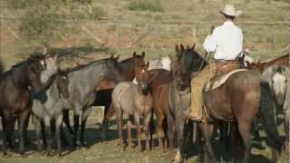 Tongue River Ranch  American Quarter Horse Program [upl. by Debera]