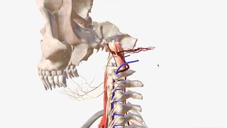 Physical Examination for Peripheral Arterial Disease [upl. by Yral]