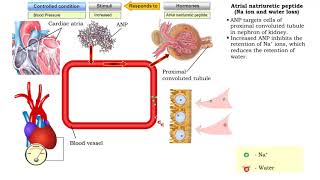 Atrial natriuretic peptide vasodilation amp Aldosterone [upl. by Kcirdaed730]