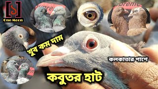 Uluberia pet market  Current Exotic Pigeons Price Update at Uluberia 09032024 Visit  One Moon [upl. by Tran]