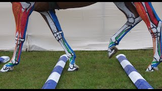 Horse Anatomy  Lower Leg Tendons and Ligaments Jumping [upl. by Kelson]