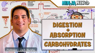 Gastrointestinal  Digestion amp Absorption of Carbohydrates [upl. by Tocci]