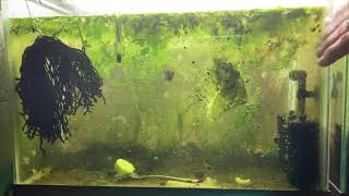 Scuds Daphnia Cherry Shrimp Copepods My aquatic food culture [upl. by Levania]